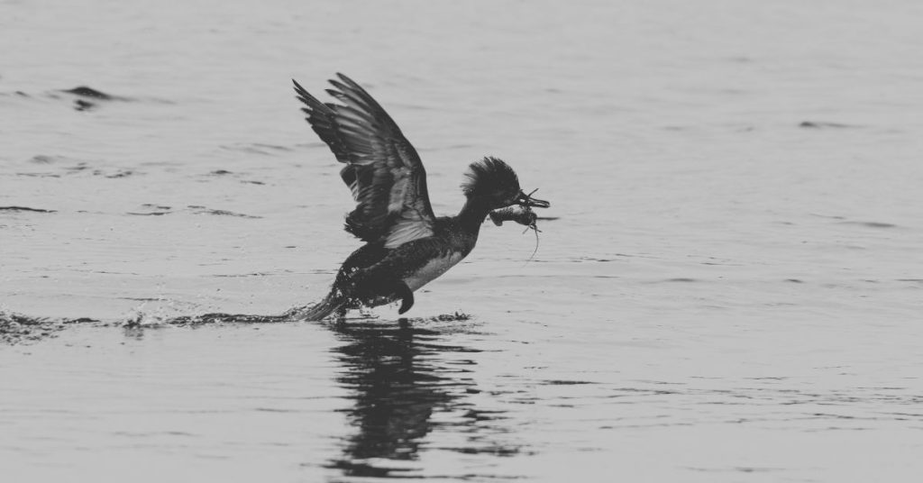 Best Shotgun Ammo for Waterfowl Hunting 